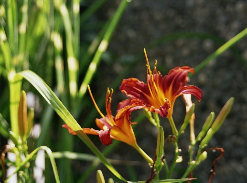 Feuerlilien im Garten