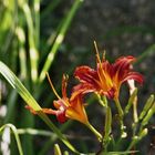 Feuerlilien im Garten