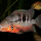 Feuermaulbuntbarsch (Thorichthys meeki)