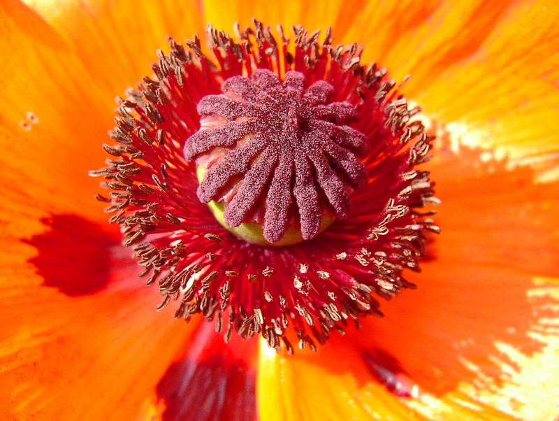 "Feuermohn"