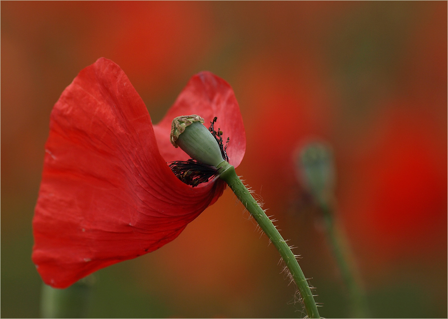 ...Feuermohn...