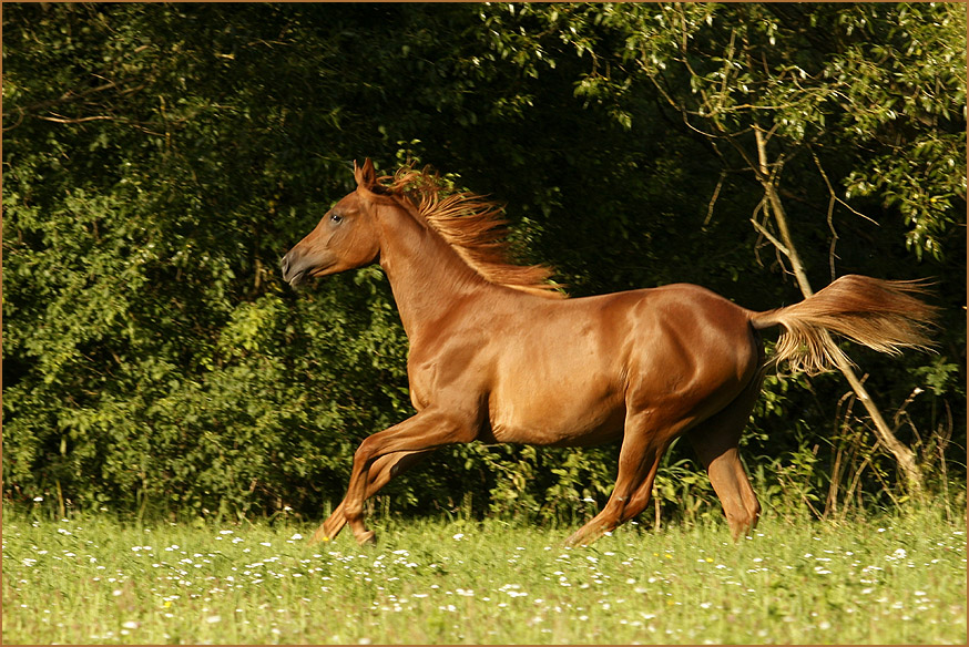 Feuerpferd Foto & Bild | tiere, haustiere, pferde, esel, maultiere