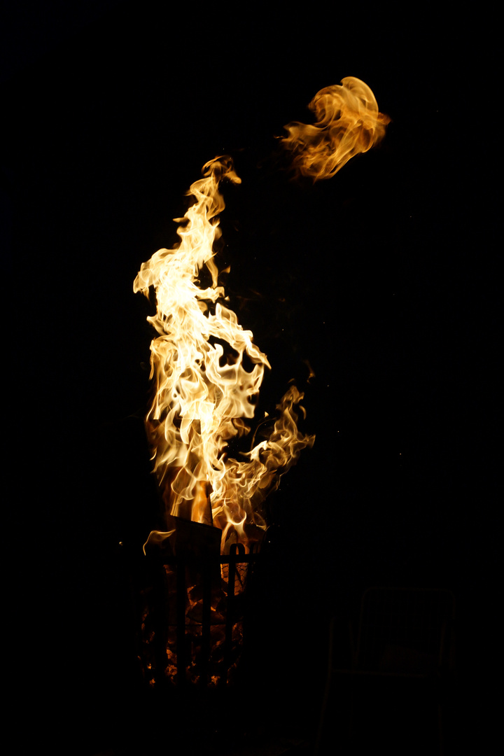 Feuerqualle