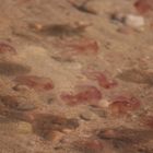 Feuerquallen am Strand