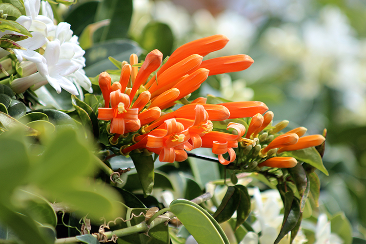 Feuerranke (Pyrostegia)