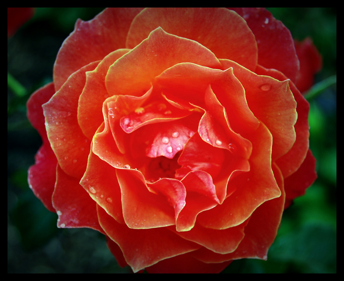 ~ feuer~rose ~