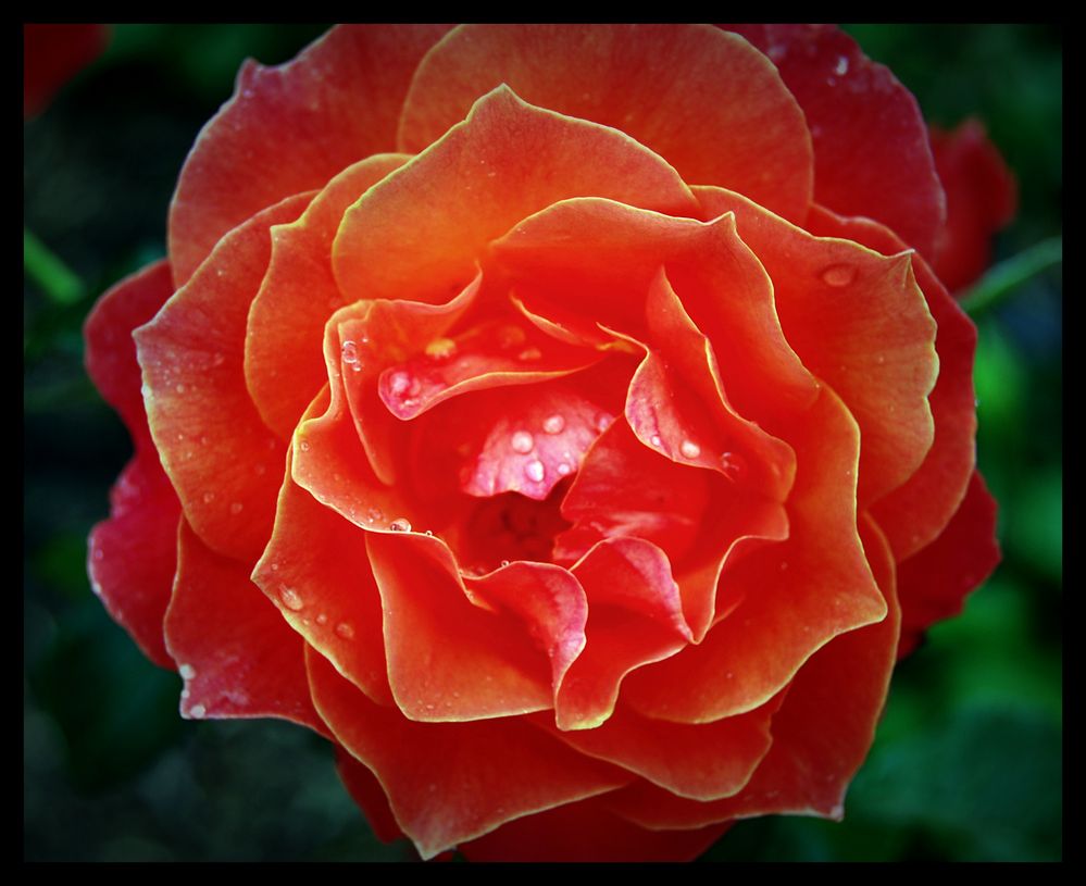 ~ feuer~rose ~ von Ina Tschernucha 