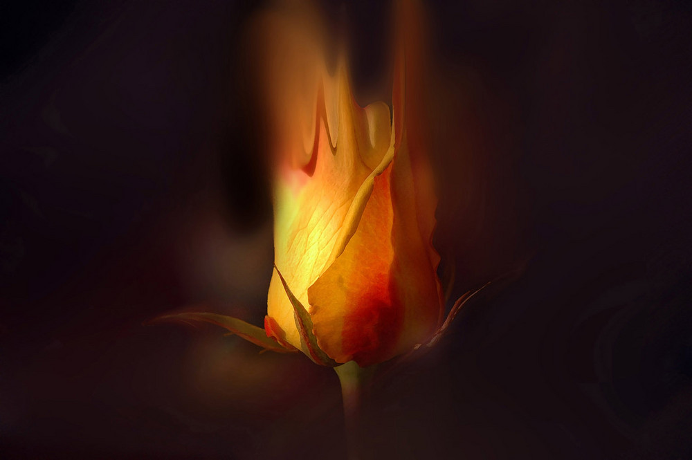 Feuerrose