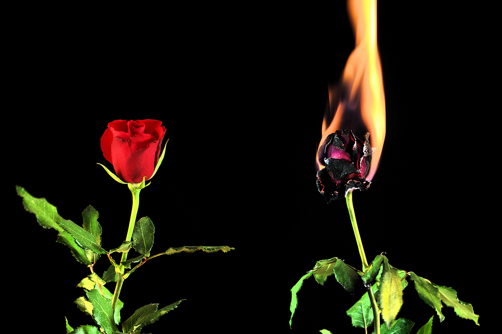 Feuerrose