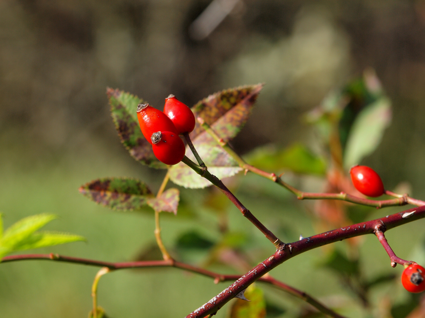 Feuerrot