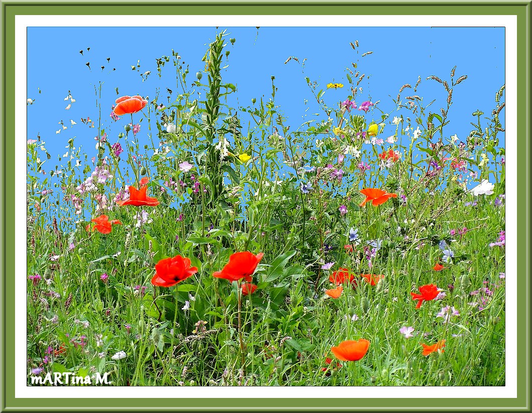 Feuerrot  (mit Gedicht)