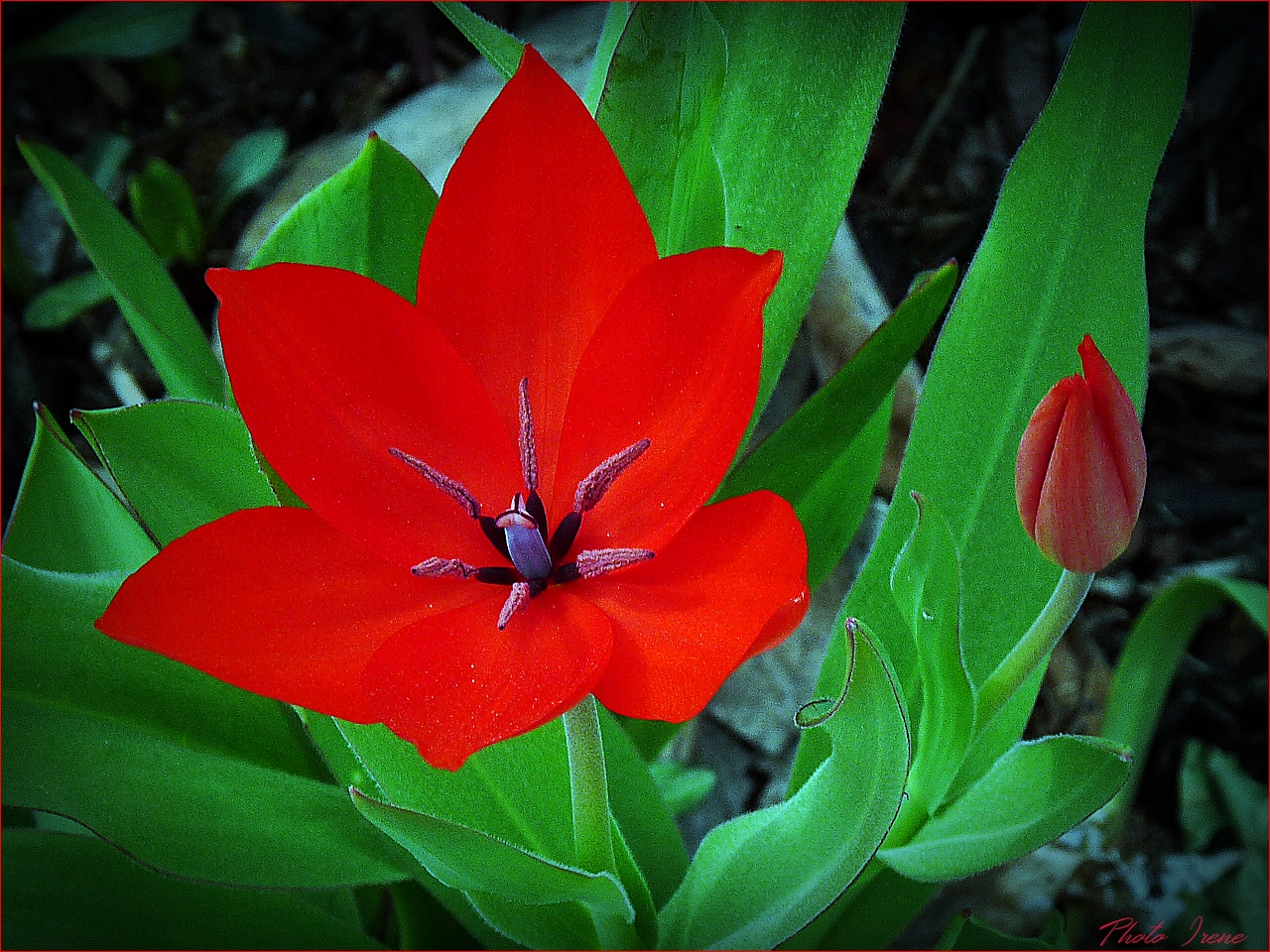 Feuerrot zum Palmsonntag