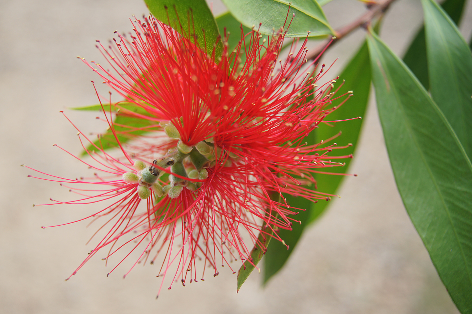 feuerrote Blüte