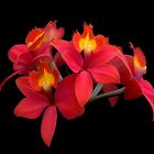 Feuerrote Epidendrum-Orchidee