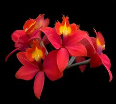 Feuerrote Epidendrum-Orchidee