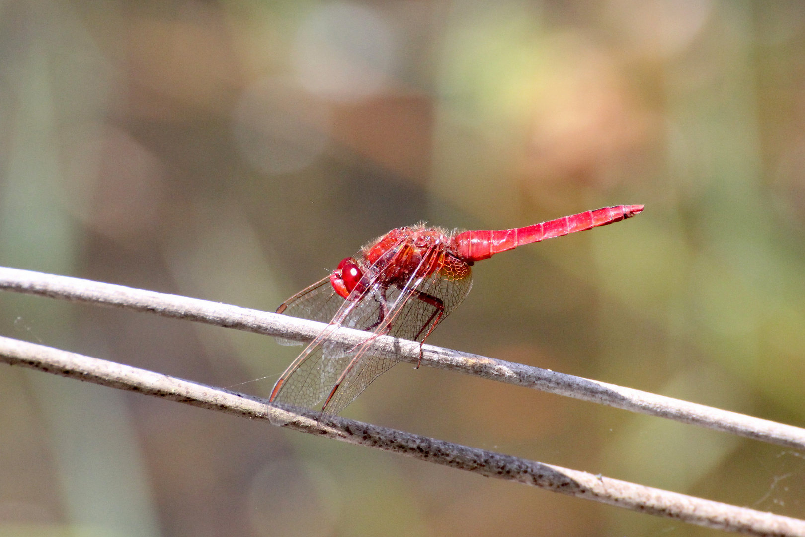 feuerrote Libelle 