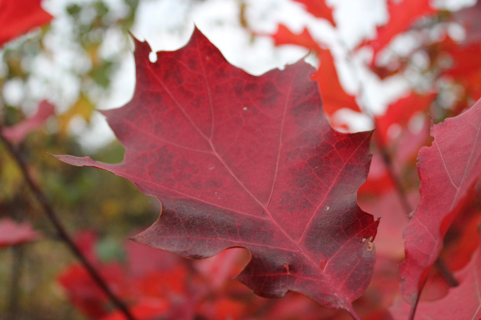 Feuerroter Herbst