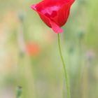 feuerroter Mohn