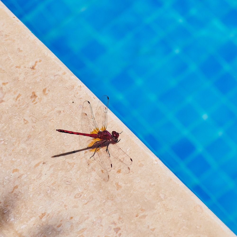 Feuerroter Sonnenzeiger – Trithemis kirbyi