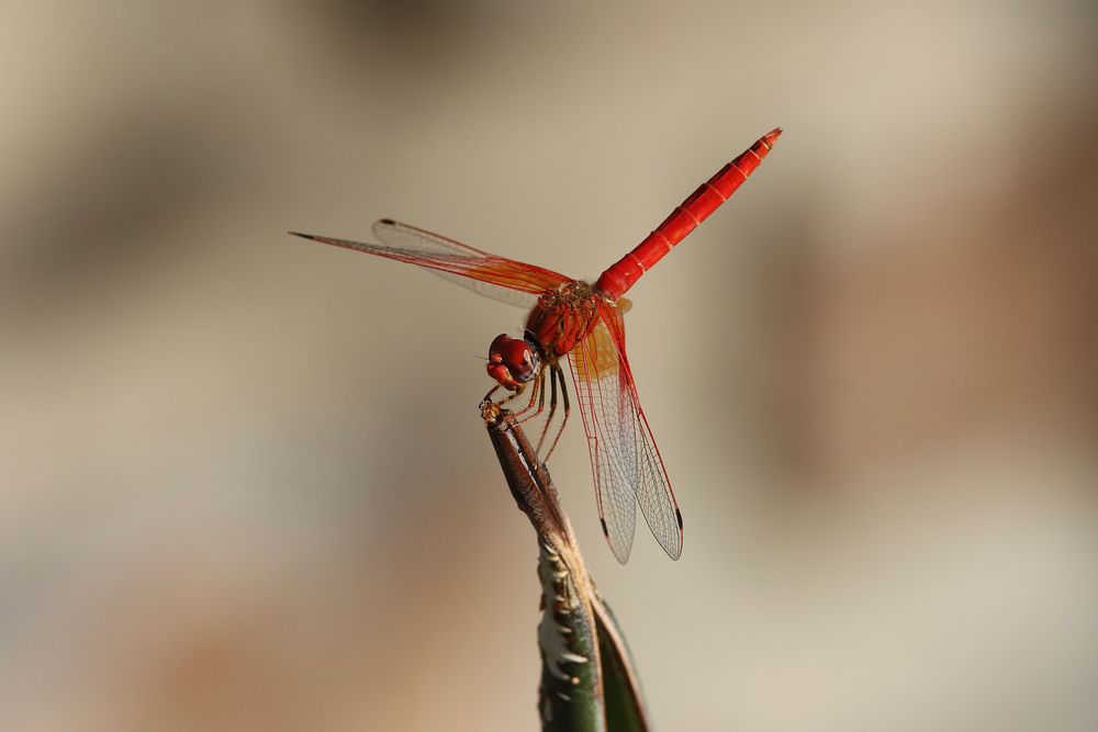 Feuerroter Sonnenzeiger (Trithemis kirbyi) Männchen