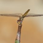 Feuerroter Sonnenzeiger (Trithemis kirbyi) Weibchen