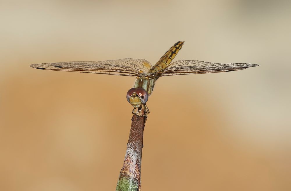 Feuerroter Sonnenzeiger (Trithemis kirbyi) Weibchen