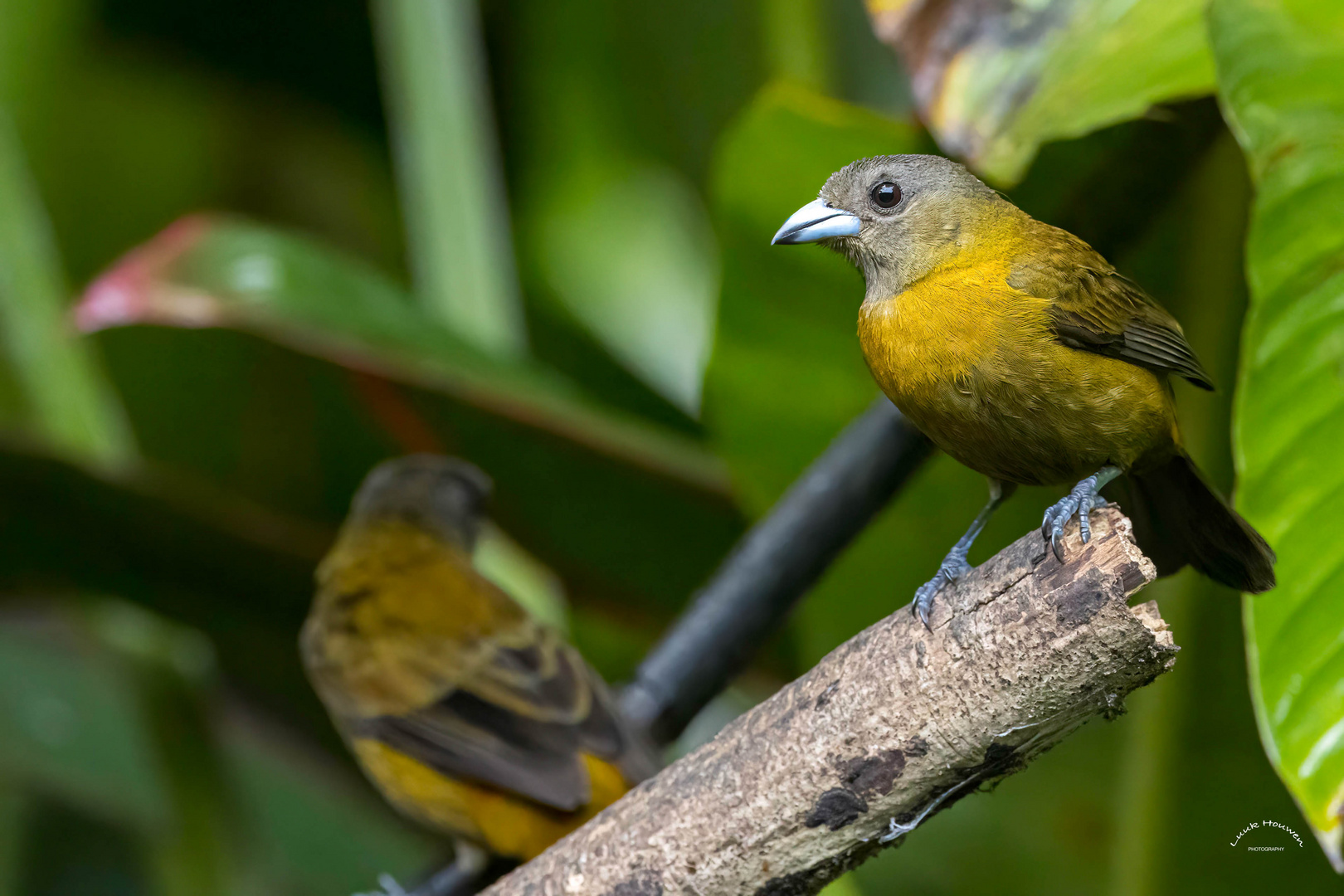 Feuerrückentangareweibchen / Female scarlet-rumped tanager