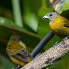 Feuerrückentangareweibchen / Female scarlet-rumped tanager