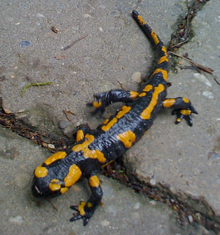 Feuersalamander