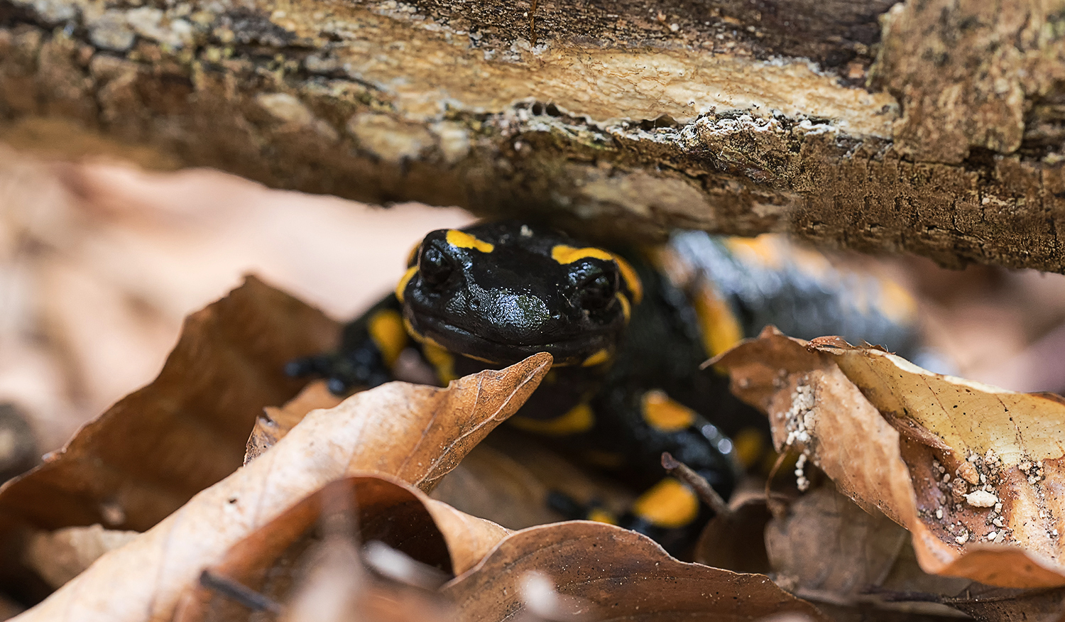 Feuersalamander