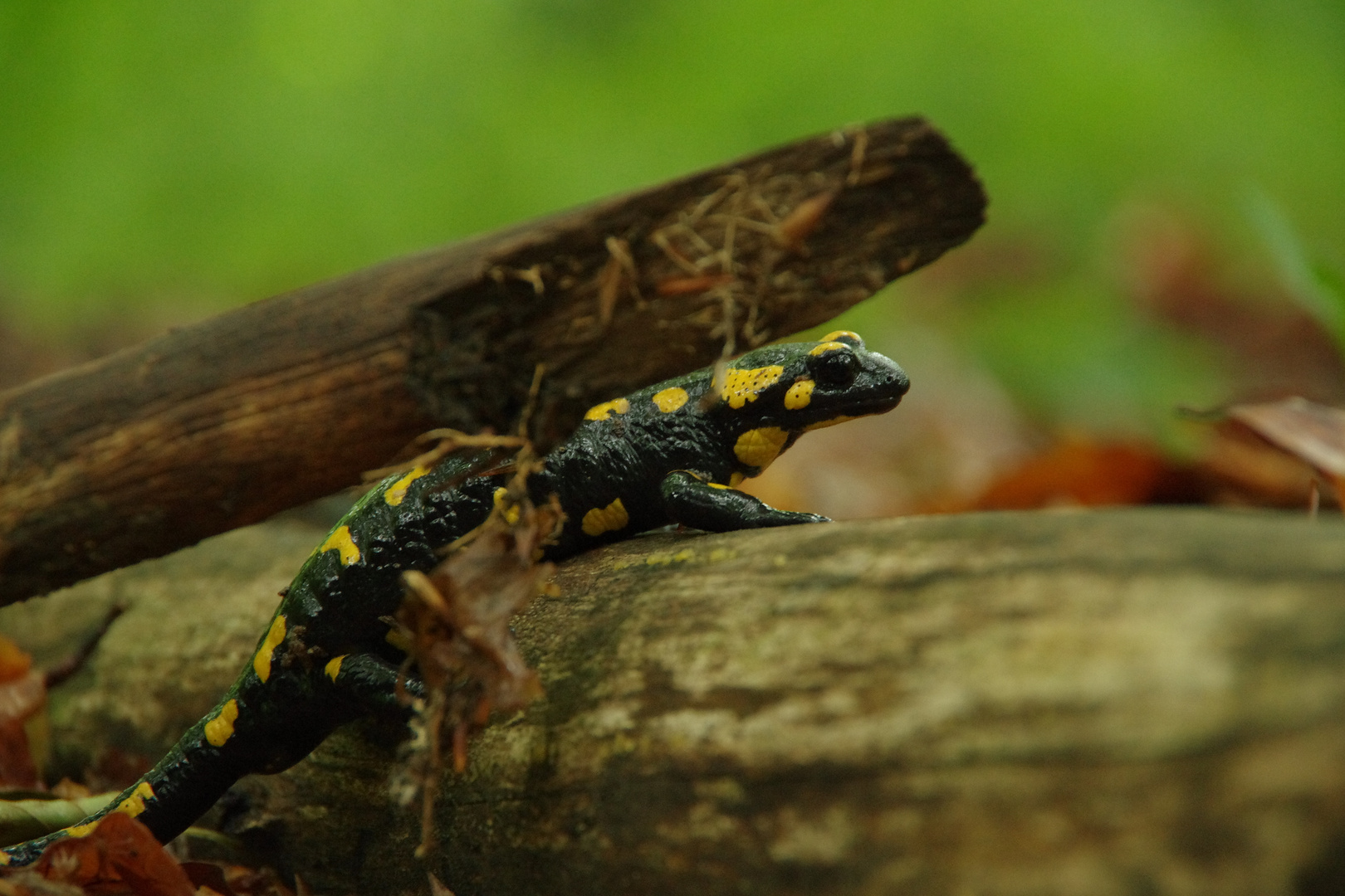 Feuersalamander