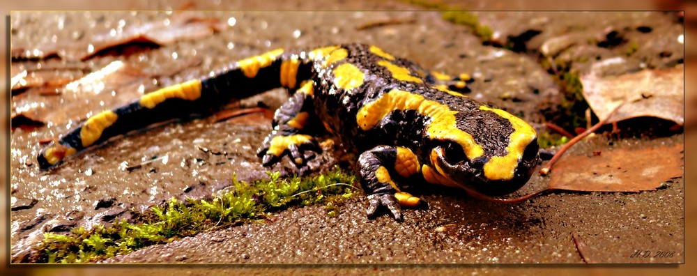 Feuersalamander