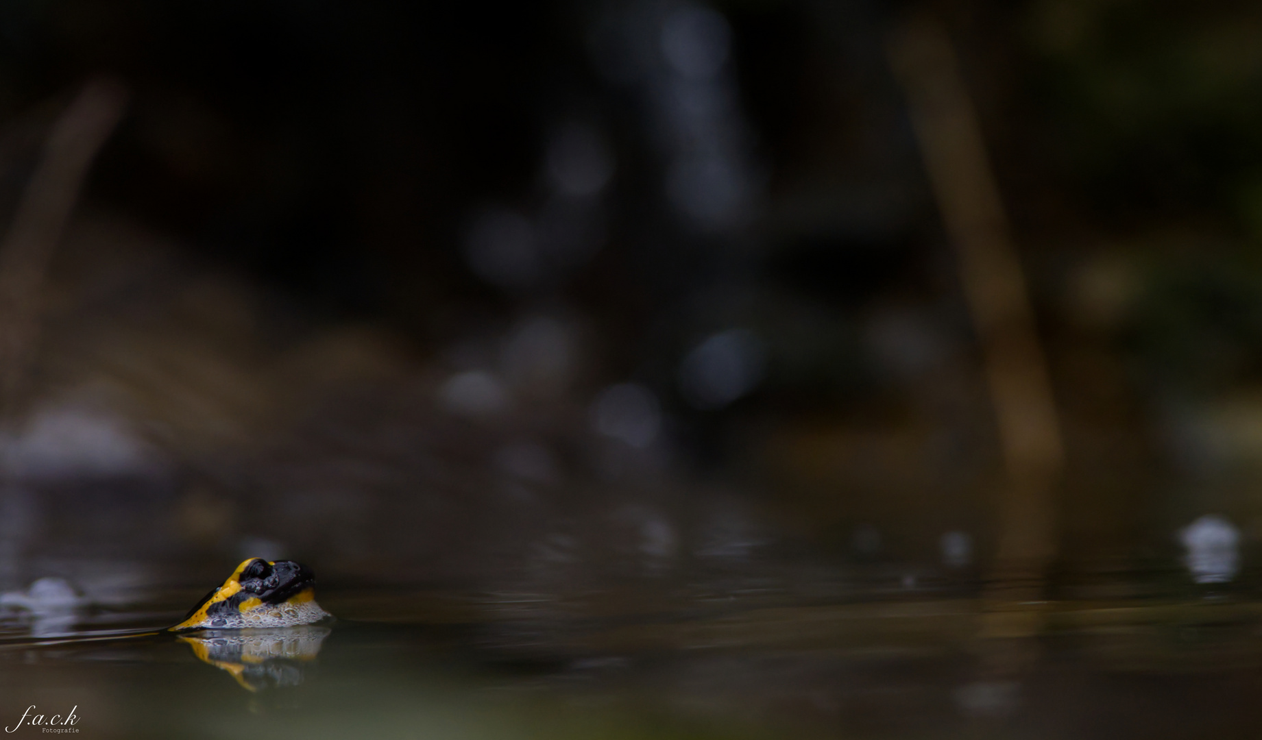 Feuersalamander