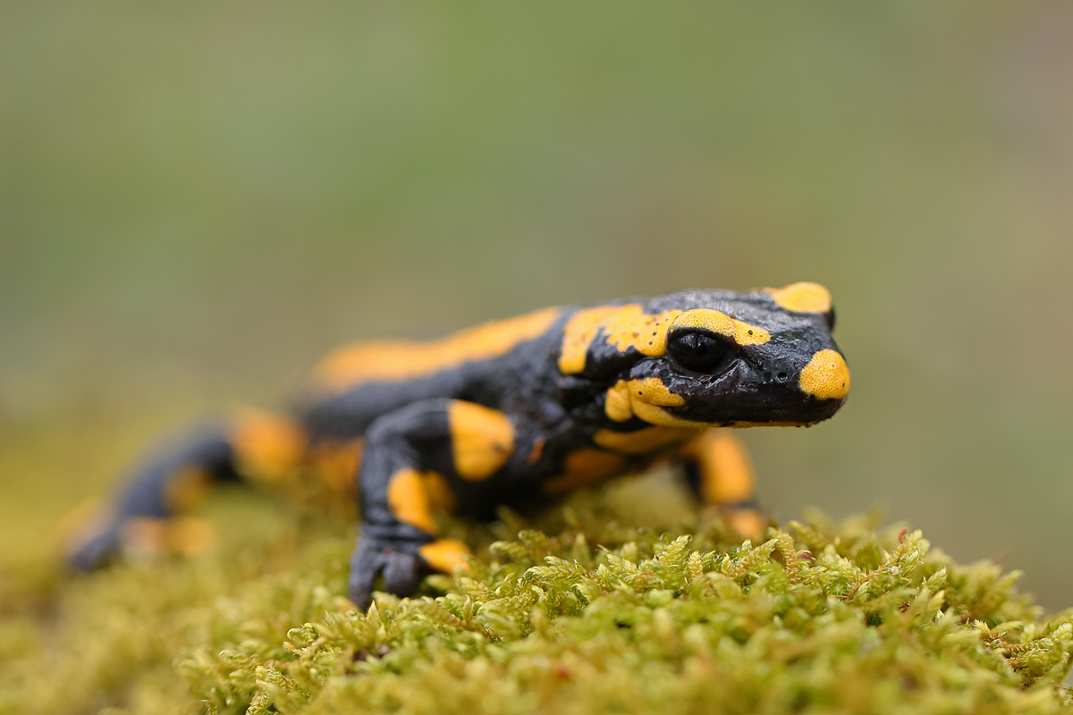 Feuersalamander