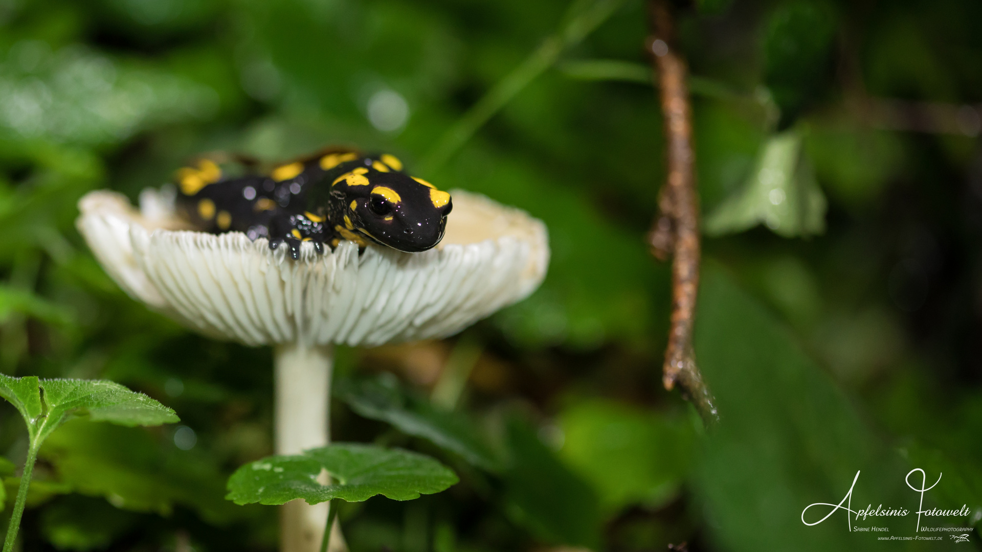 Feuersalamander