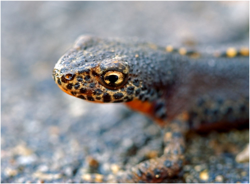 Feuersalamander