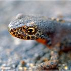 Feuersalamander