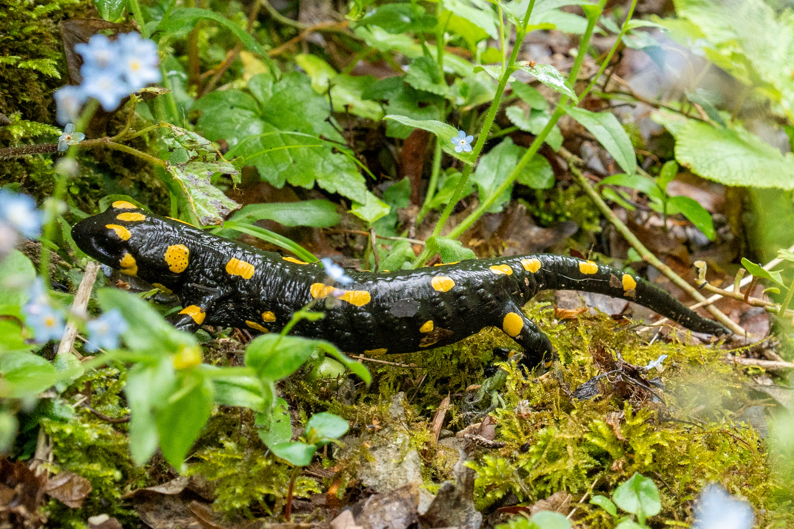 Feuersalamander