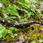 Feuersalamander