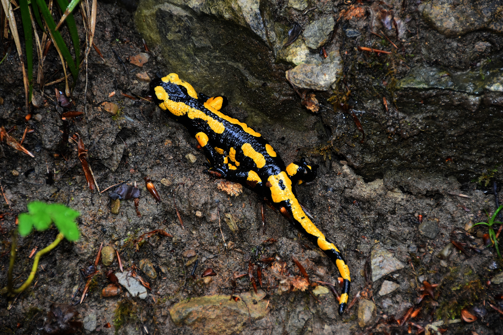 Feuersalamander