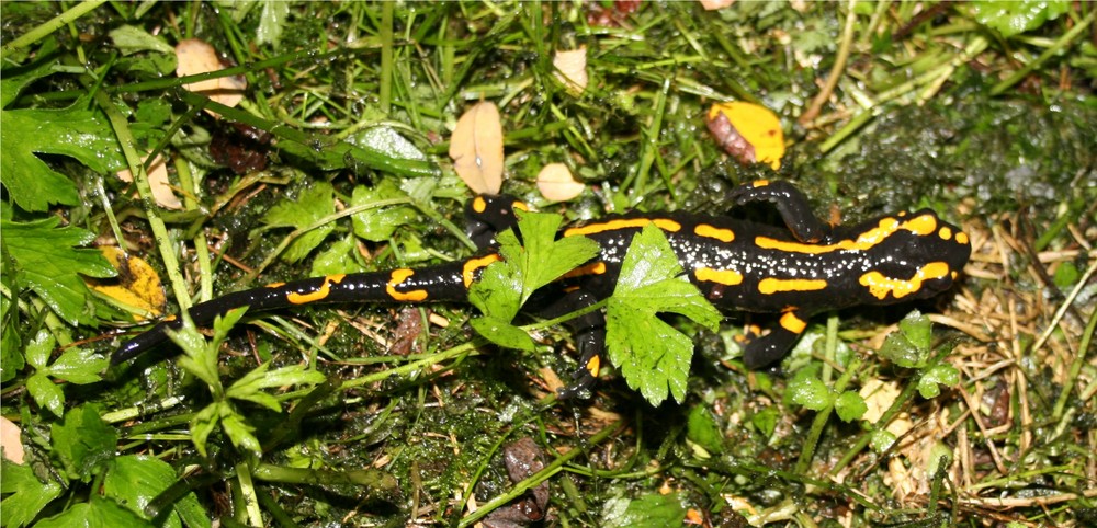 Feuersalamander 1