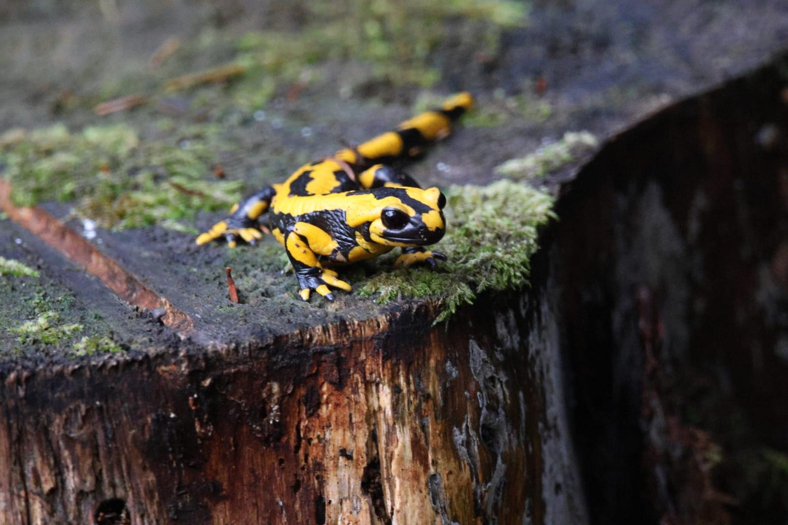 Feuersalamander