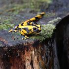 Feuersalamander