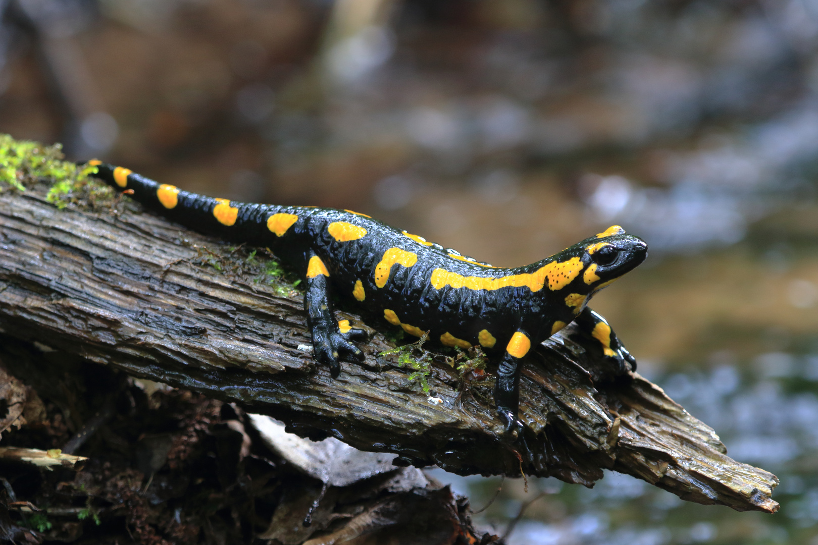 Feuersalamander