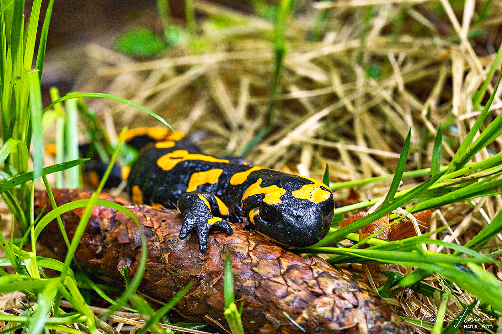 Feuersalamander