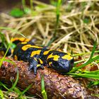 Feuersalamander