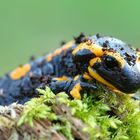 Feuersalamander