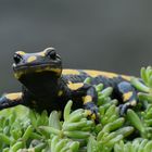 Feuersalamander