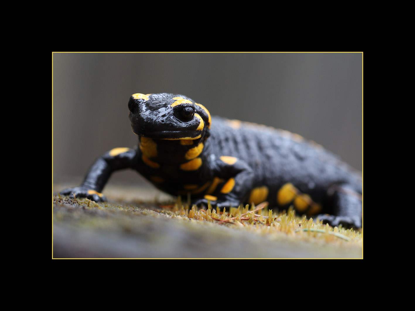 Feuersalamander