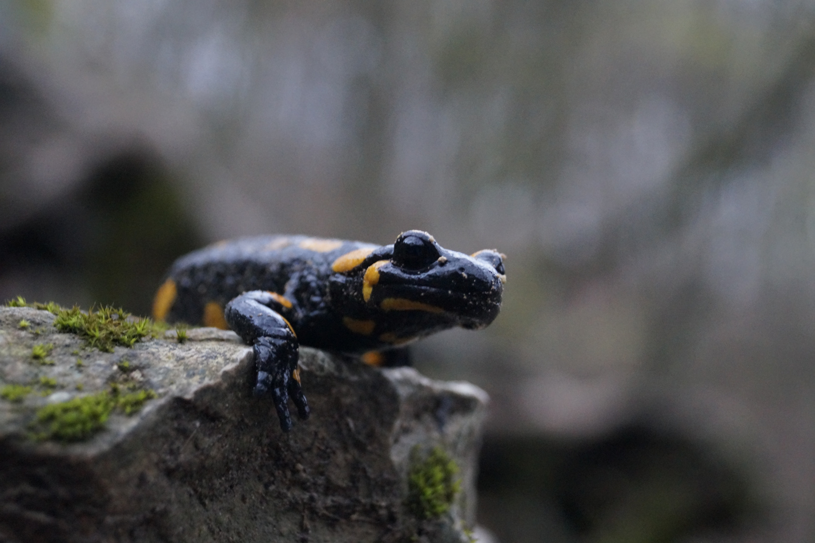 Feuersalamander